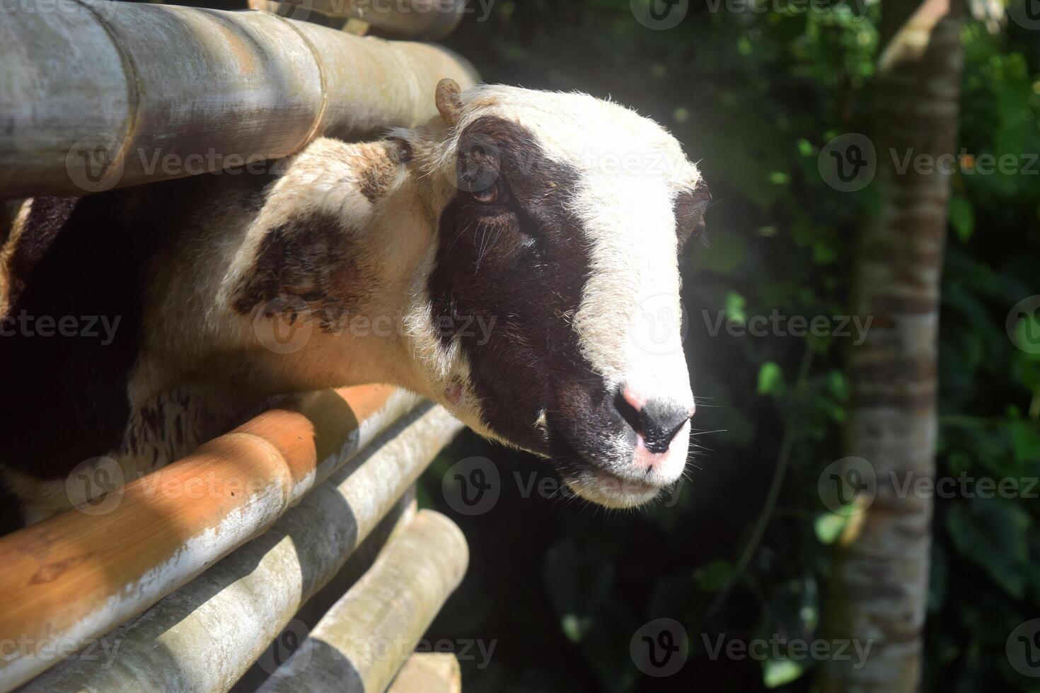 A Javanese goat sticks its head out of a stable photo