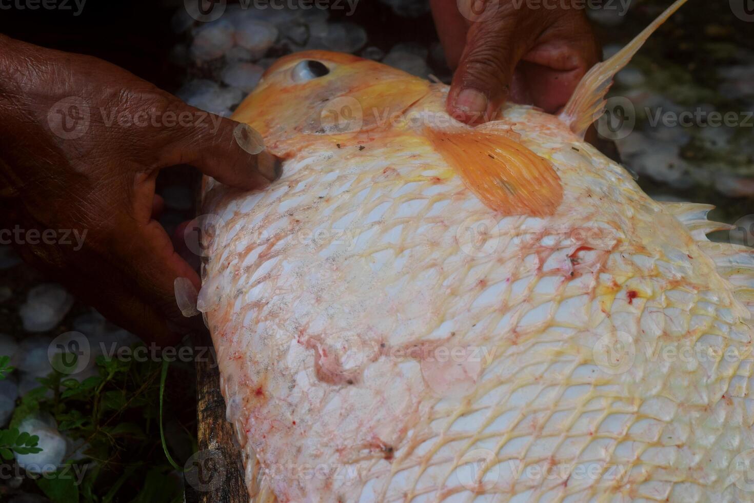 Someone cleans the scales from tilapia caught in ponds photo