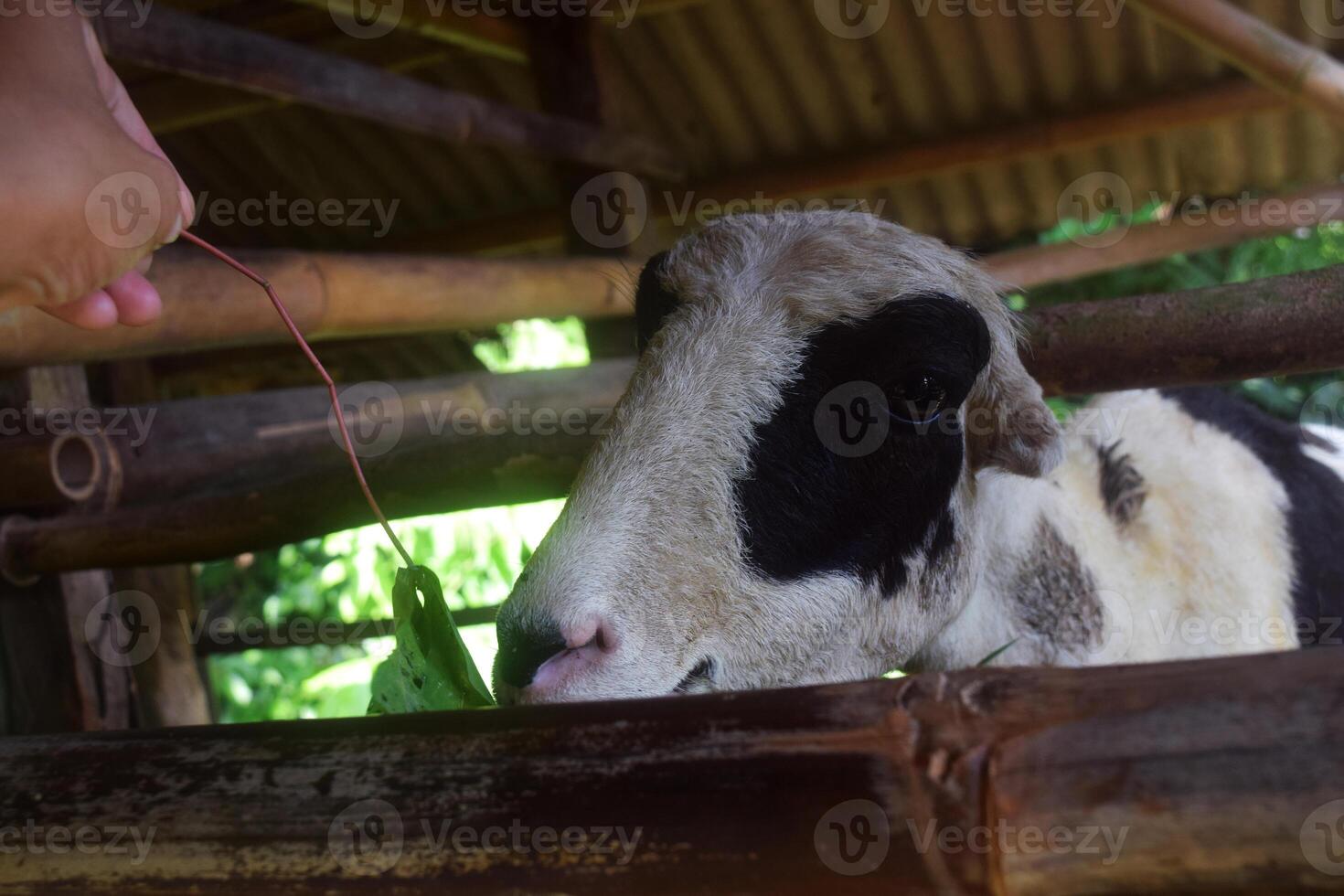 A Javanese goat being fed by someone in the cage photo