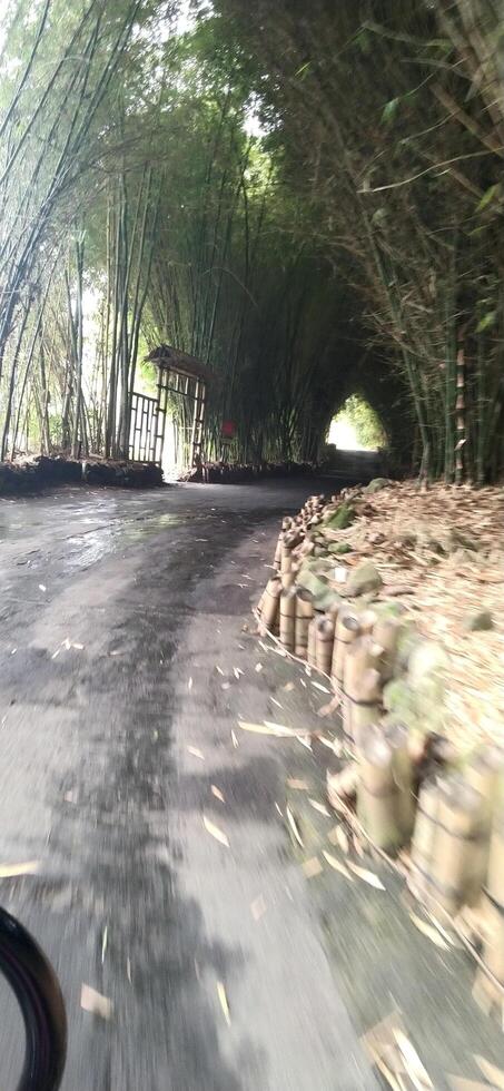 bamboo forest entrance photo