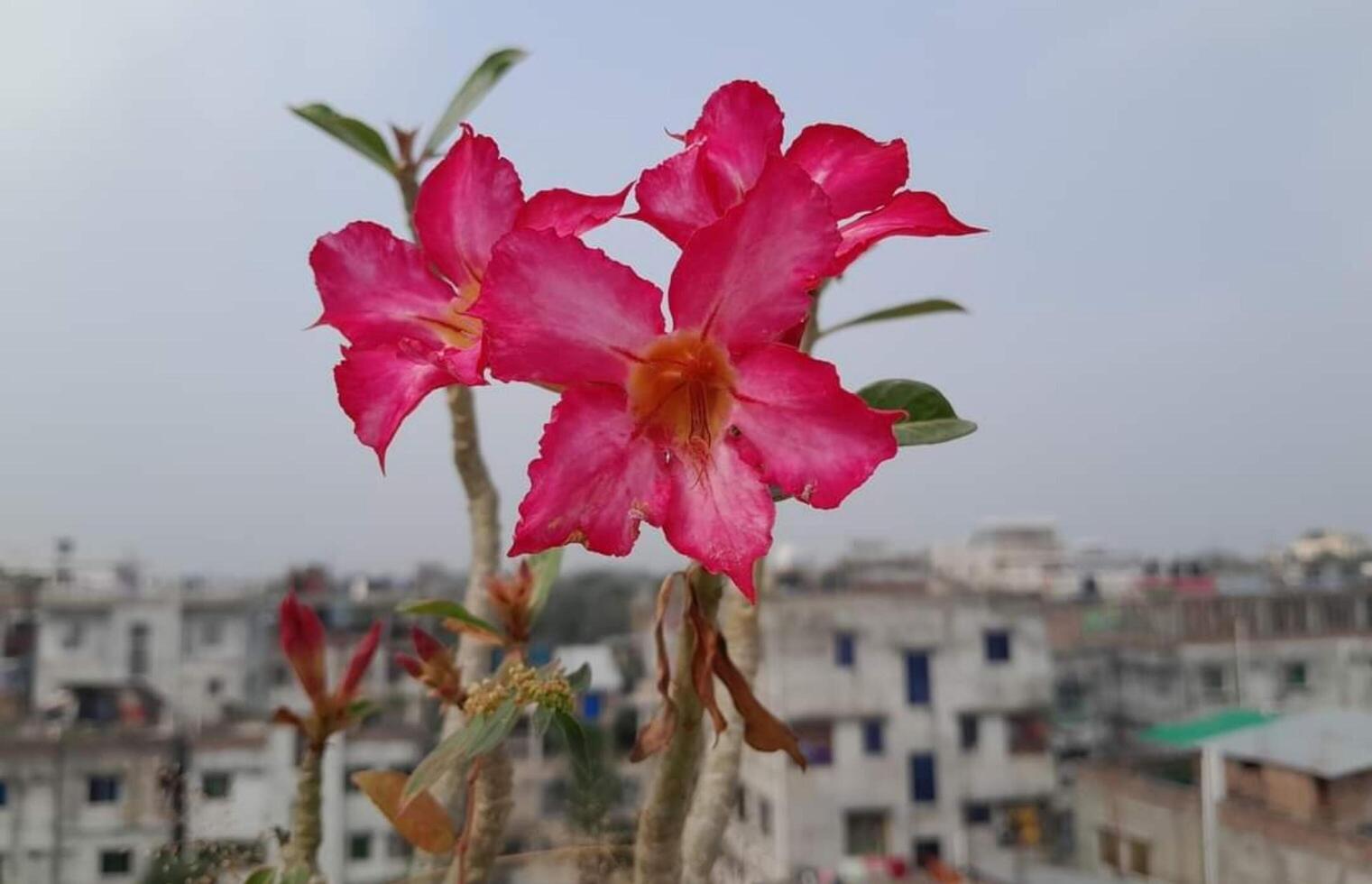 hermosa floreciente flor en jardín foto