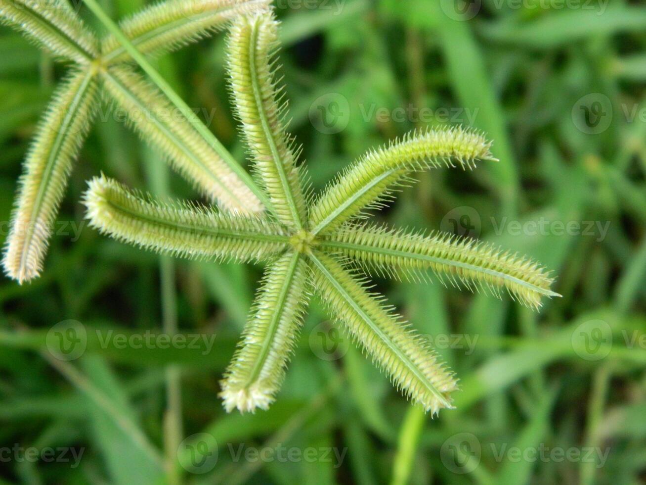 close-up photo of green plants growing wild in tropical mountain areas