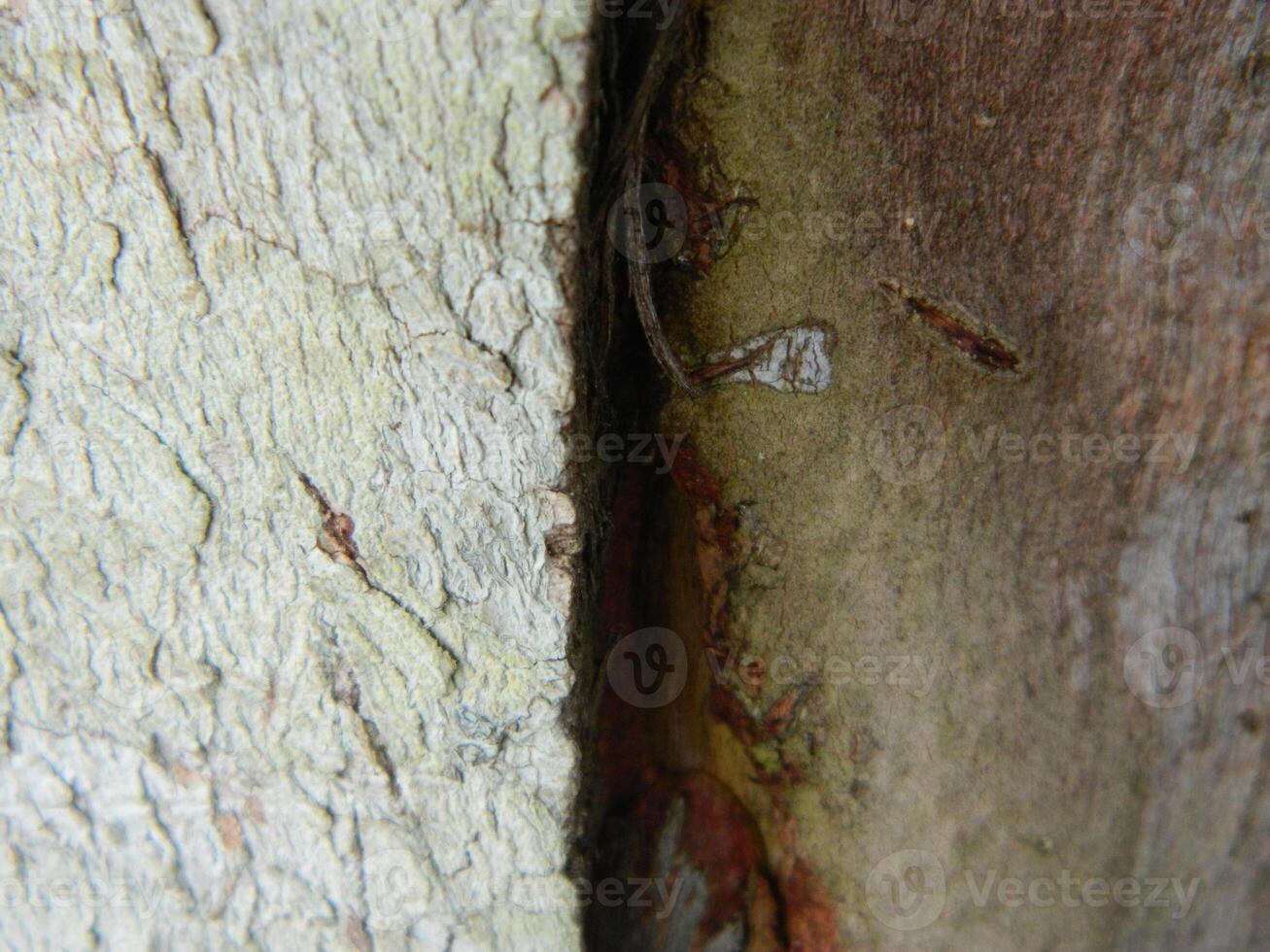 A macro photo of the bark of a living tree in the tropics shows a unique striped pattern