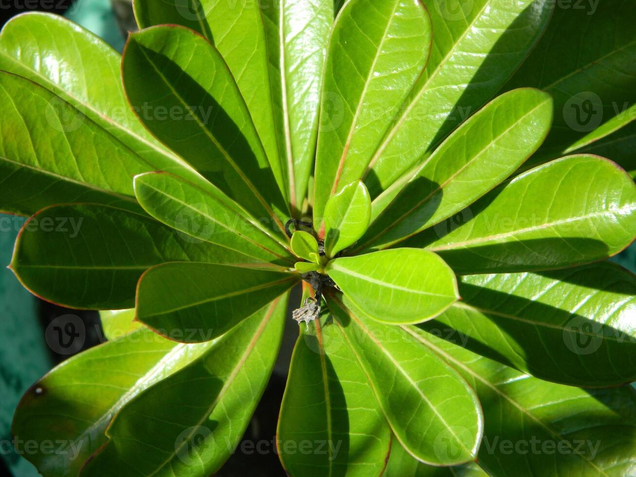 close-up photo of green plants growing wild in tropical mountain areas