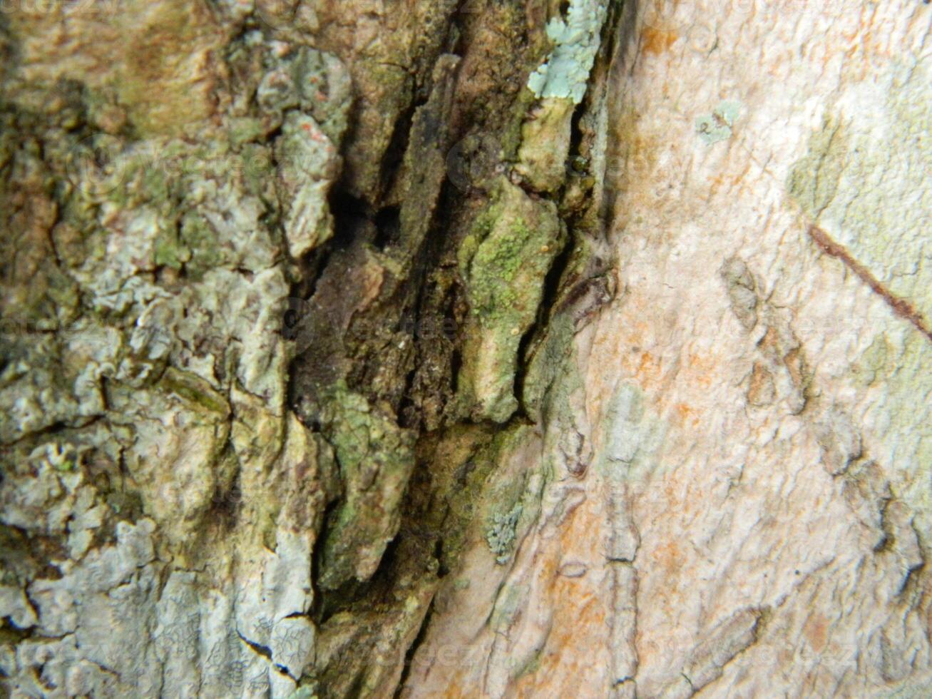 A macro photo of the bark of a living tree in the tropics shows a unique striped pattern