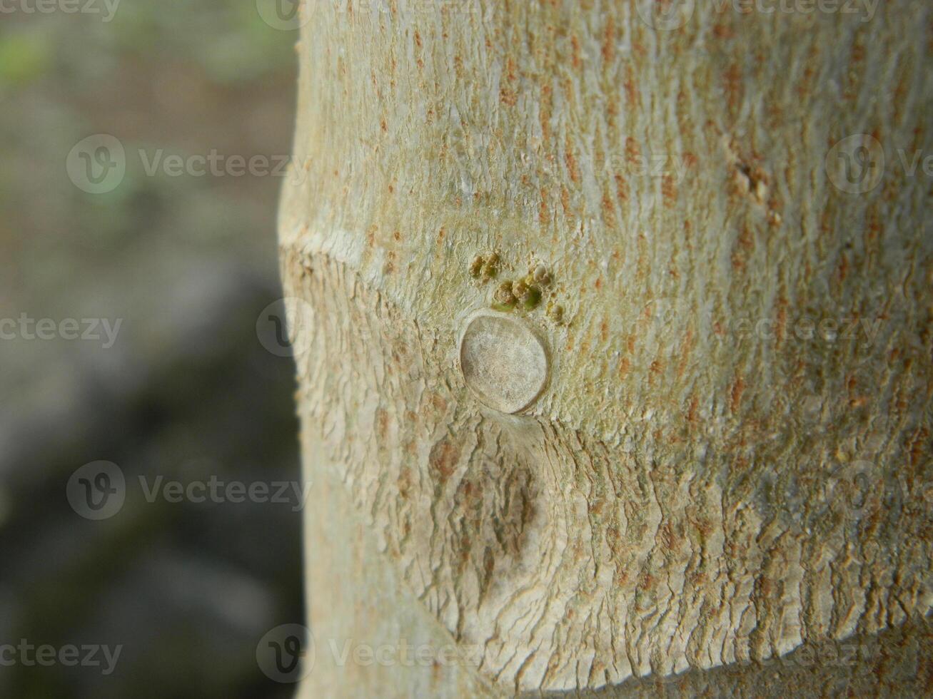 A macro photo of the bark of a living tree in the tropics shows a unique striped pattern