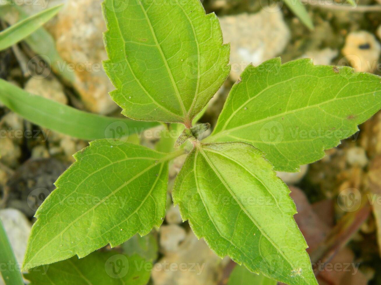 close-up photo of green plants growing wild in tropical mountain areas