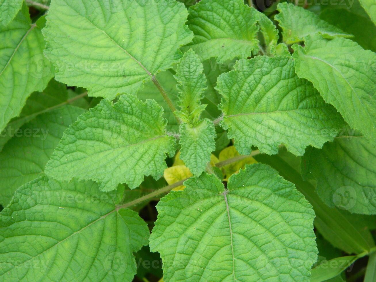 close-up photo of green plants growing wild in tropical mountain areas