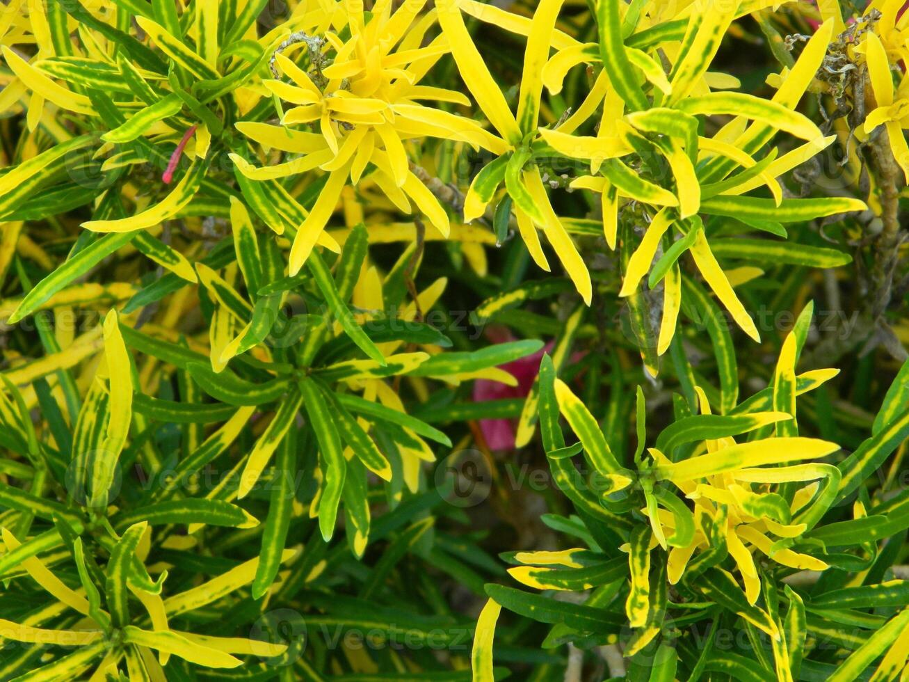 close-up photo of green plants growing wild in tropical mountain areas