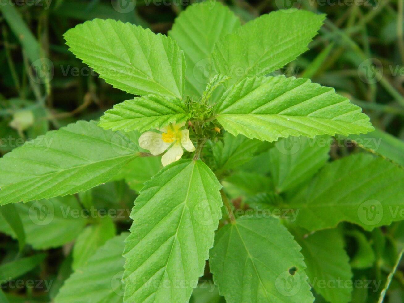 close-up photo of green plants growing wild in tropical mountain areas