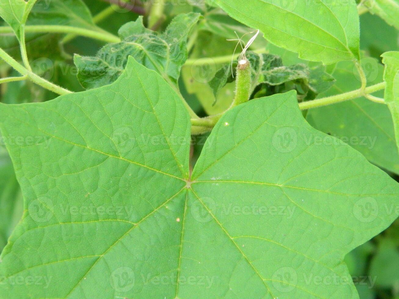 close-up photo of green plants growing wild in tropical mountain areas