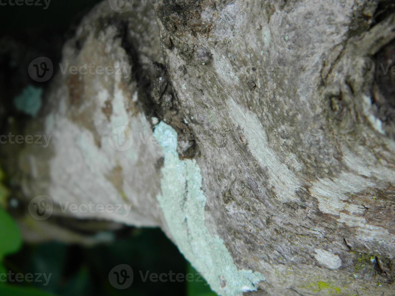 A macro photo of the bark of a living tree in the tropics shows a unique striped pattern