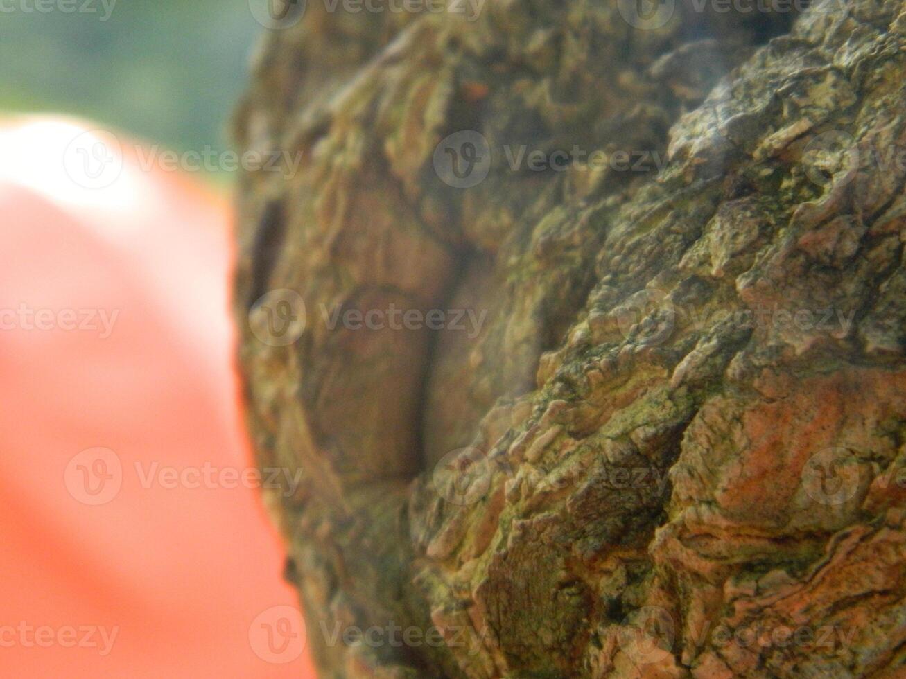 A macro photo of the bark of a living tree in the tropics shows a unique striped pattern