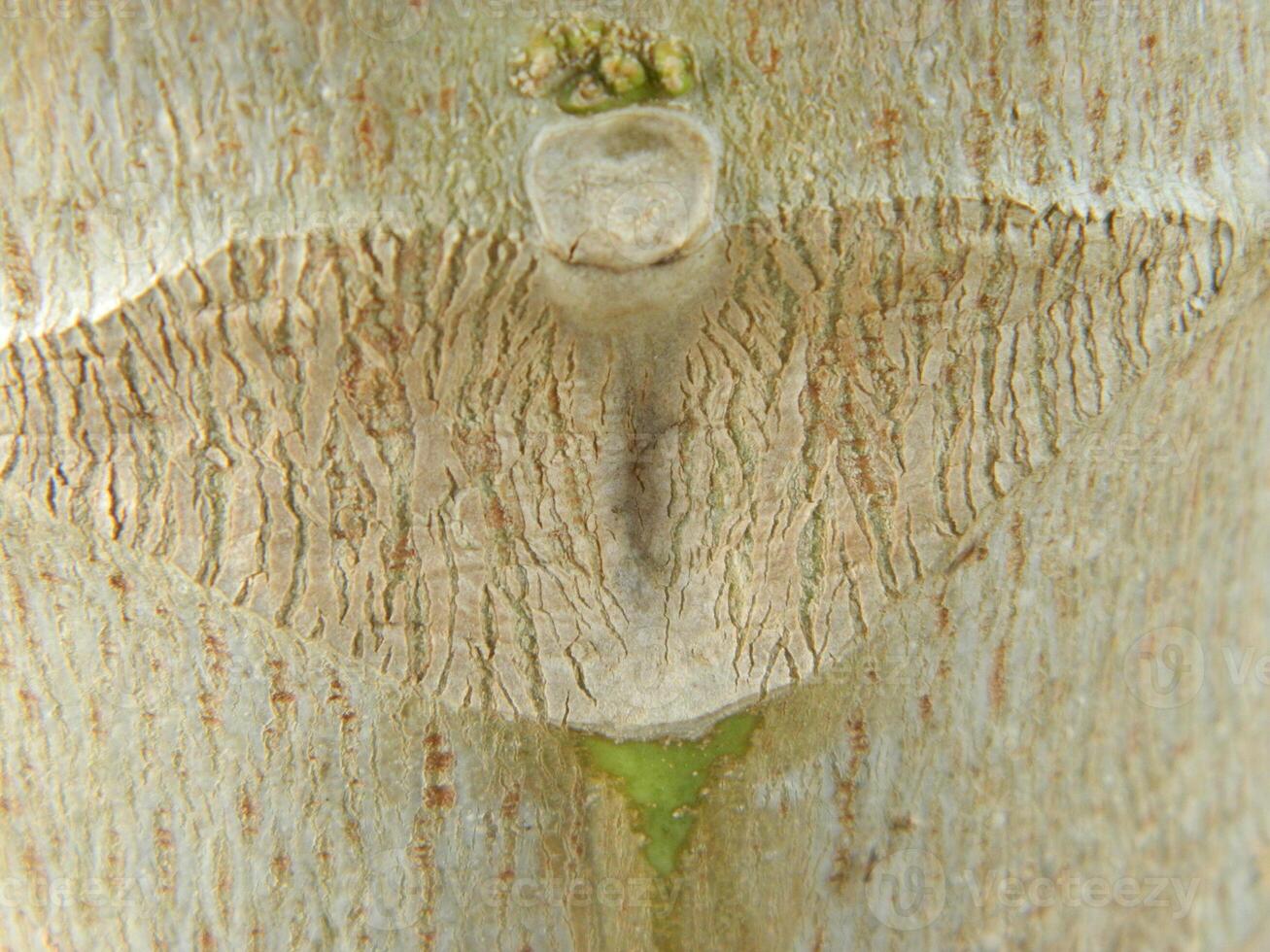 A macro photo of the bark of a living tree in the tropics shows a unique striped pattern