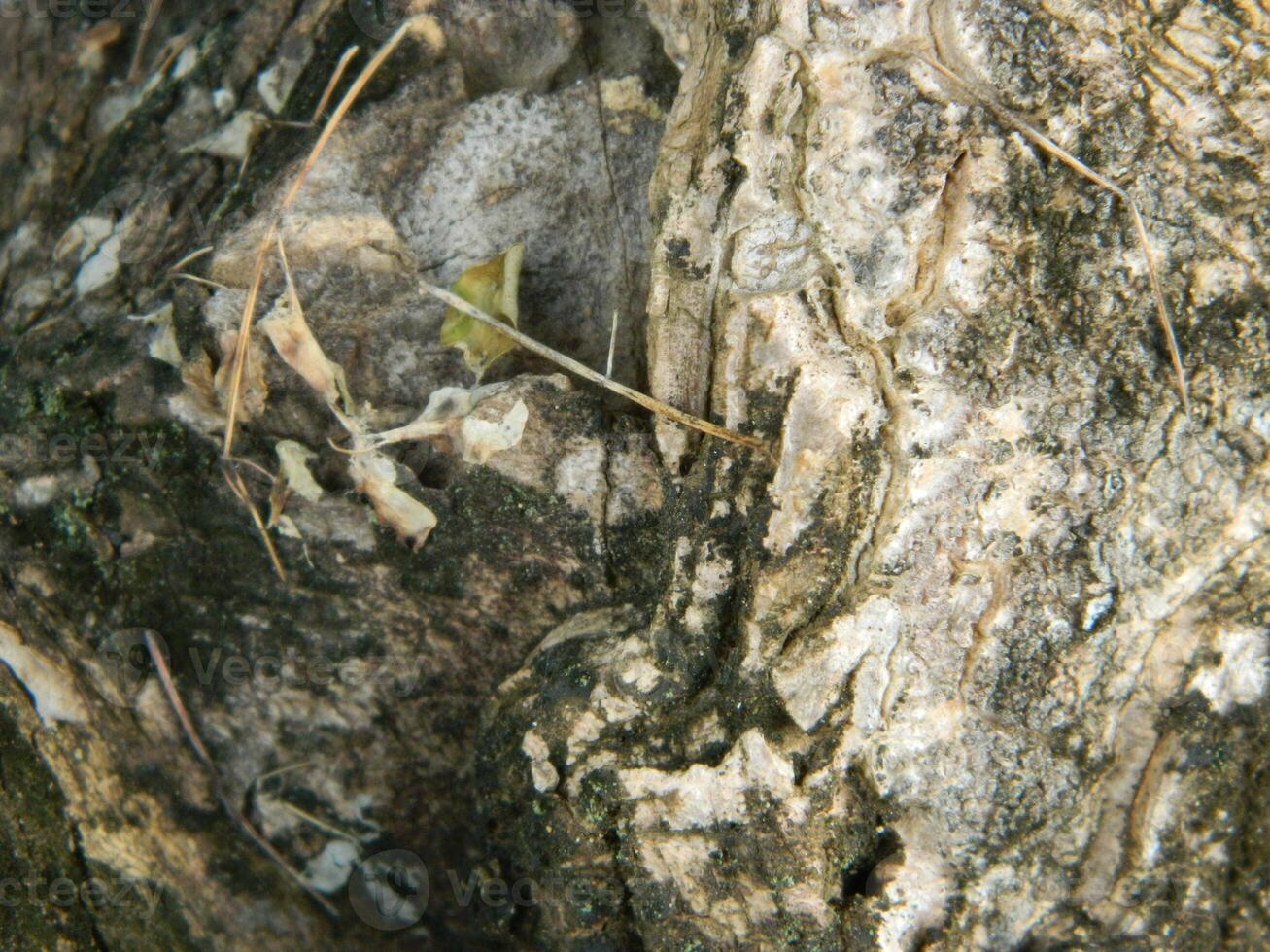 A macro photo of the bark of a living tree in the tropics shows a unique striped pattern