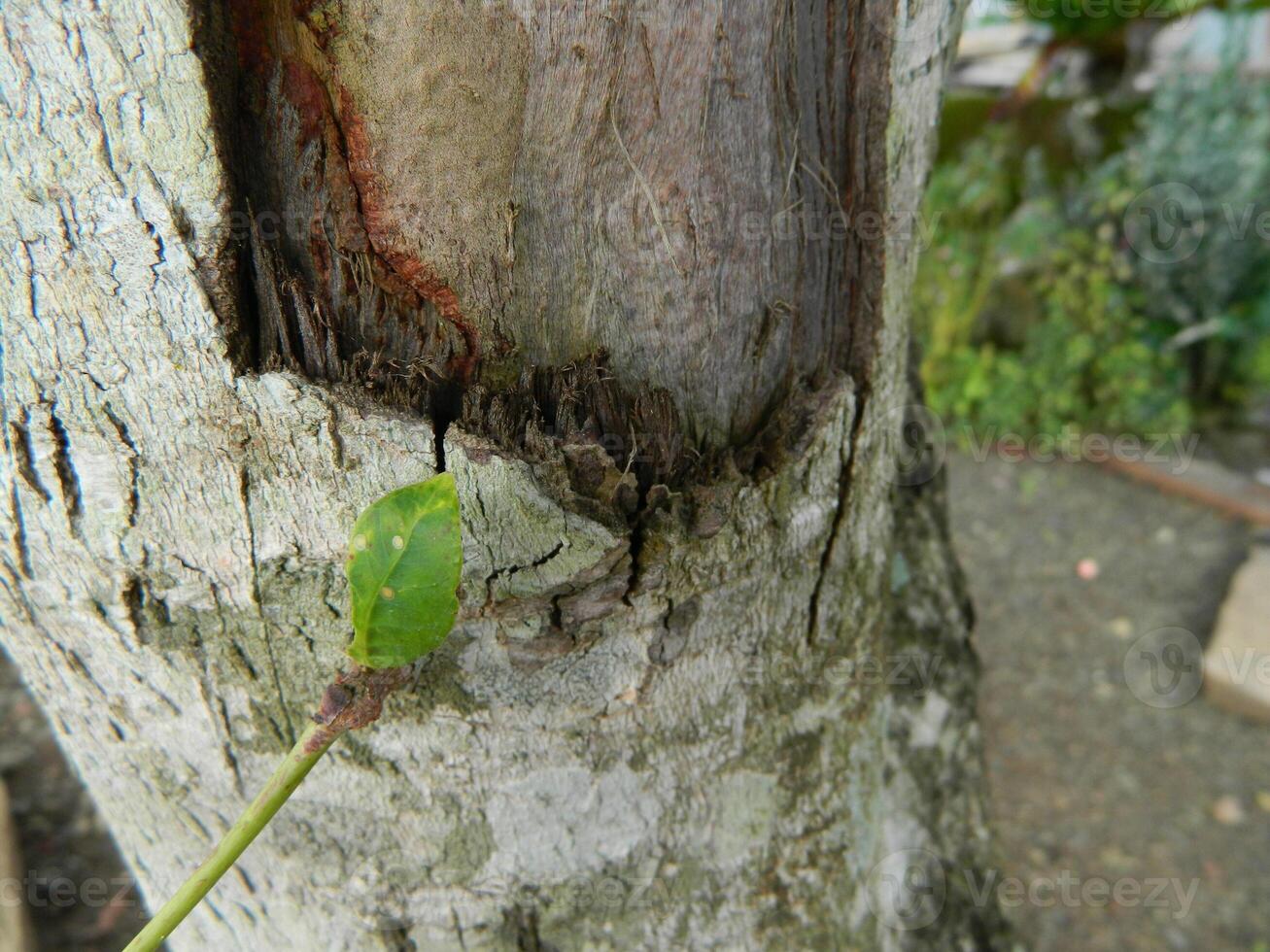 A macro photo of the bark of a living tree in the tropics shows a unique striped pattern