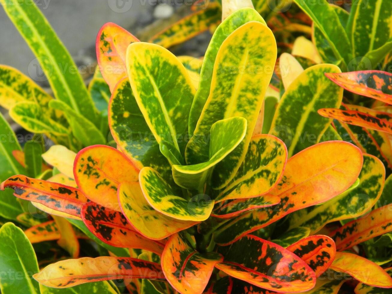 close-up photo of green plants growing wild in tropical mountain areas