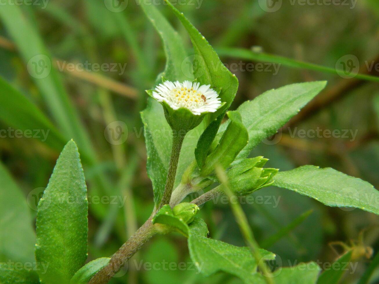 Close-up photo of a wild green plant that has beautiful flowers. Plants that grow wild in tropical nature