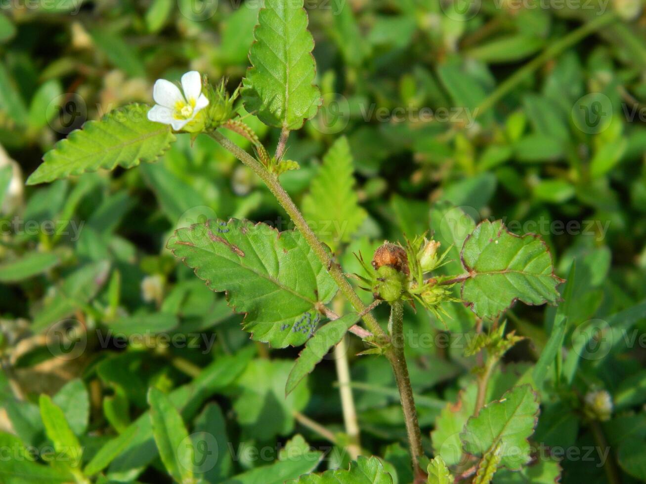 Close-up photo of a wild green plant that has beautiful flowers. Plants that grow wild in tropical nature