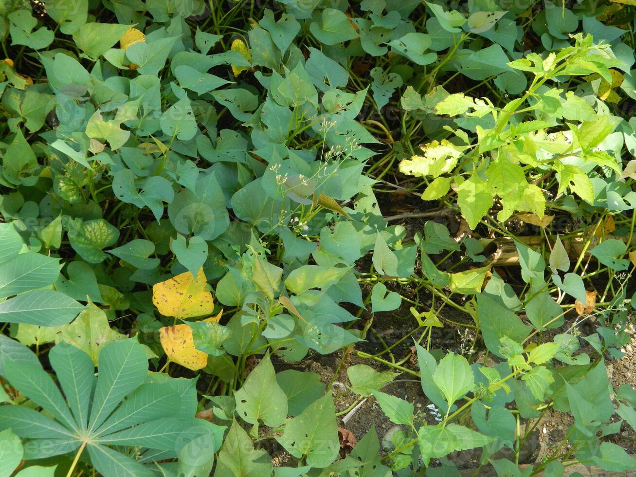 Natural green background from plants that grow in tropical places. Suitable for templates, posters, billboards or banners photo