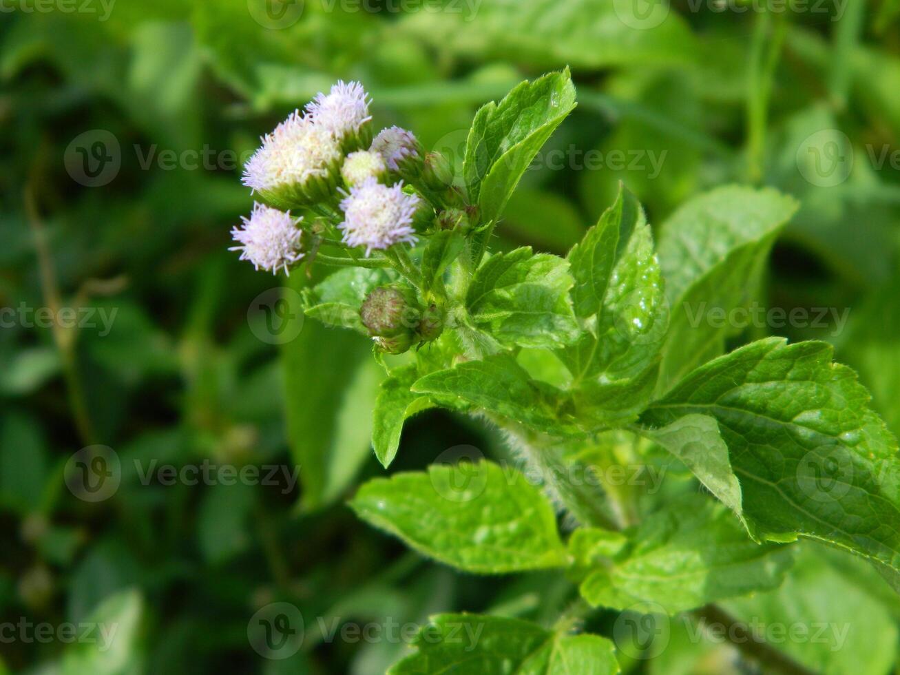 Close-up photo of a wild green plant that has beautiful flowers. Plants that grow wild in tropical nature