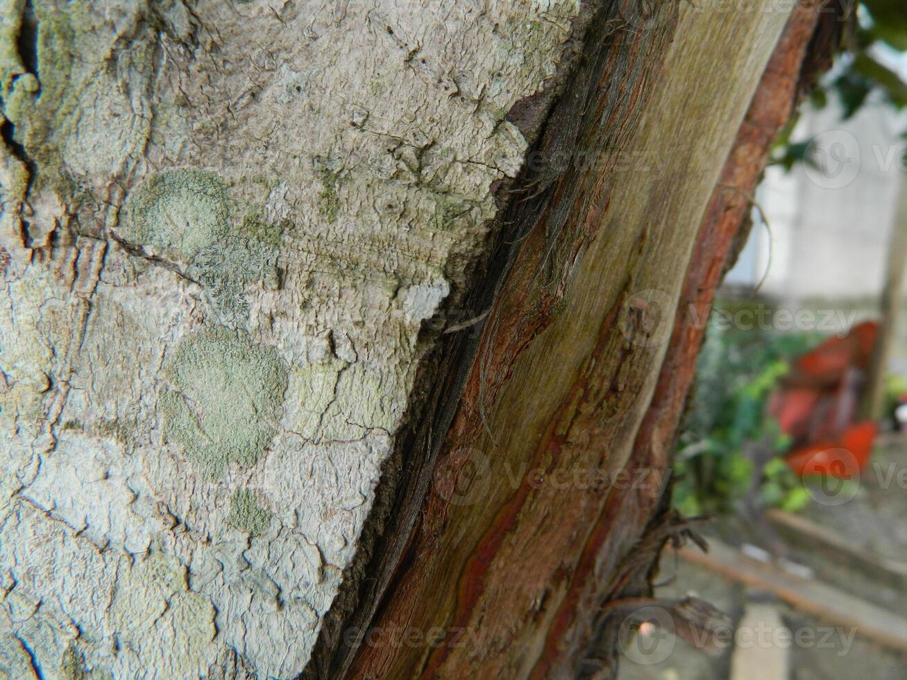A macro photo of the bark of a living tree in the tropics shows a unique striped pattern