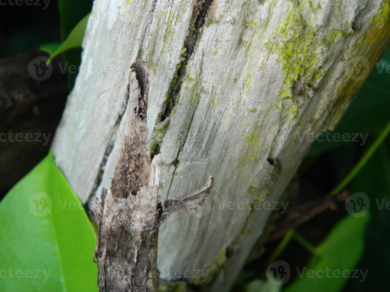 A macro photo of the bark of a living tree in the tropics shows a unique striped pattern