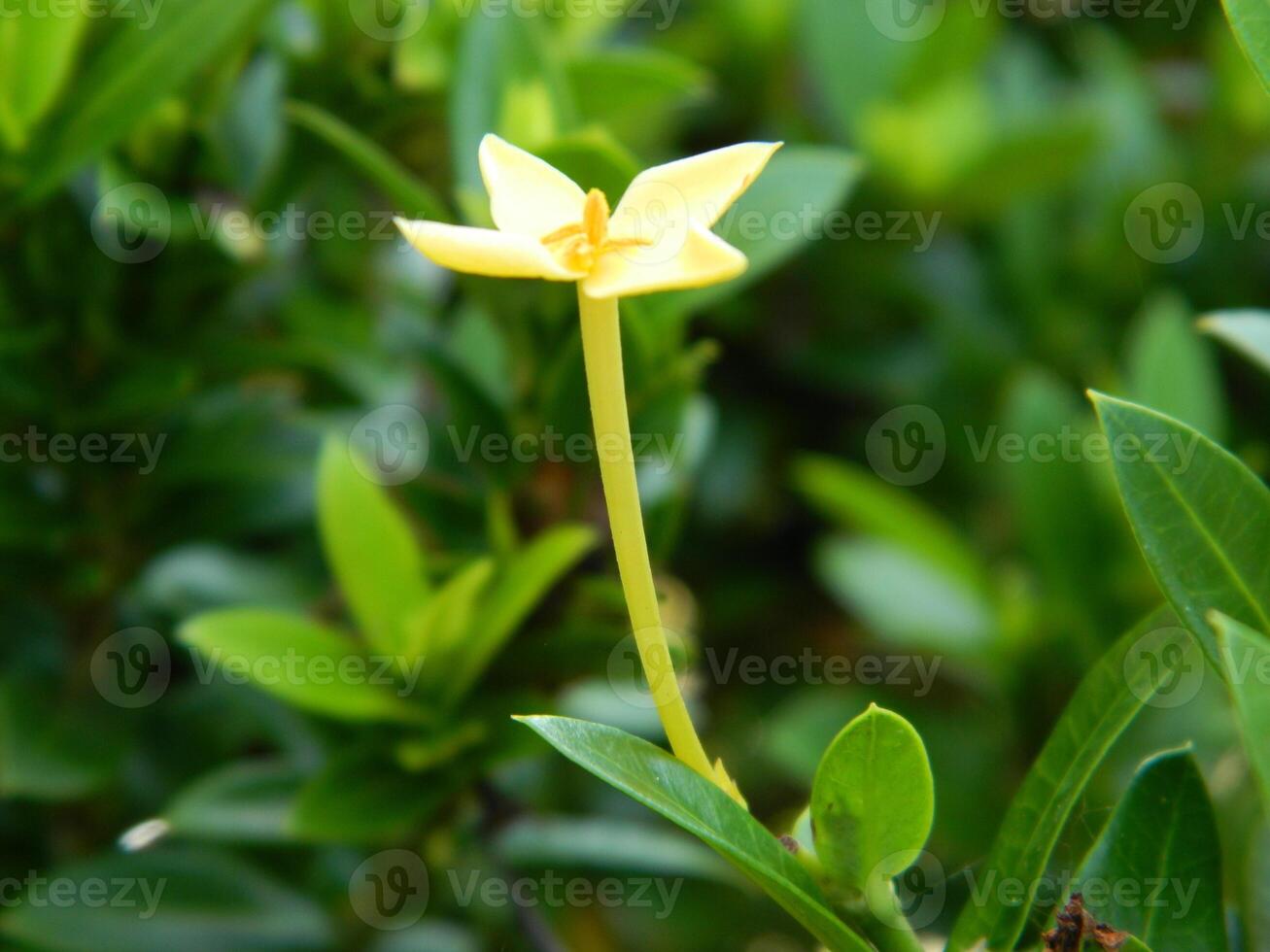 Close-up photo of a wild green plant that has beautiful flowers. Plants that grow wild in tropical nature