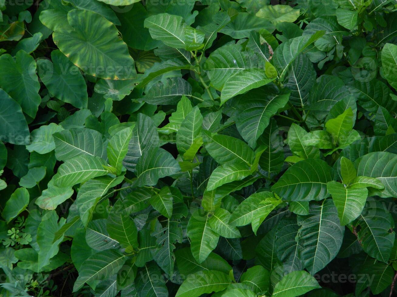 Natural green background from plants that grow in tropical places. Suitable for templates, posters, billboards or banners photo