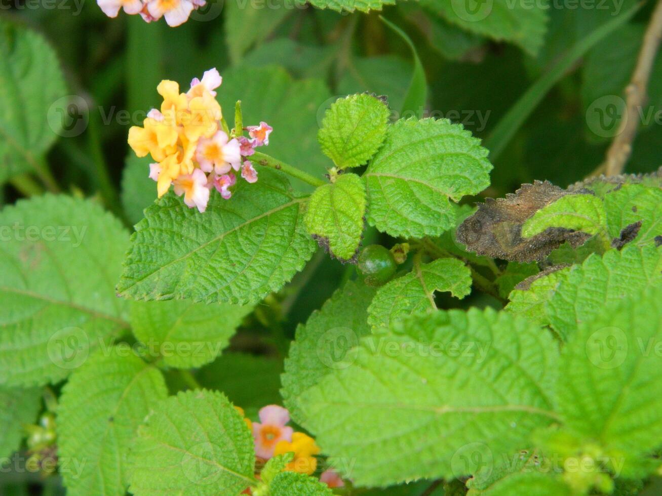 Close-up photo of a wild green plant that has beautiful flowers. Plants that grow wild in tropical nature