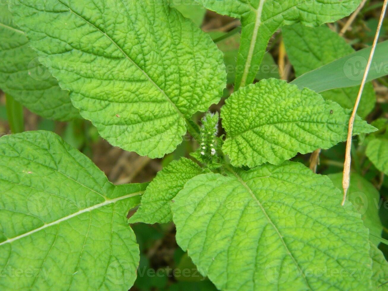 close-up photo of green plants growing wild in tropical mountain areas