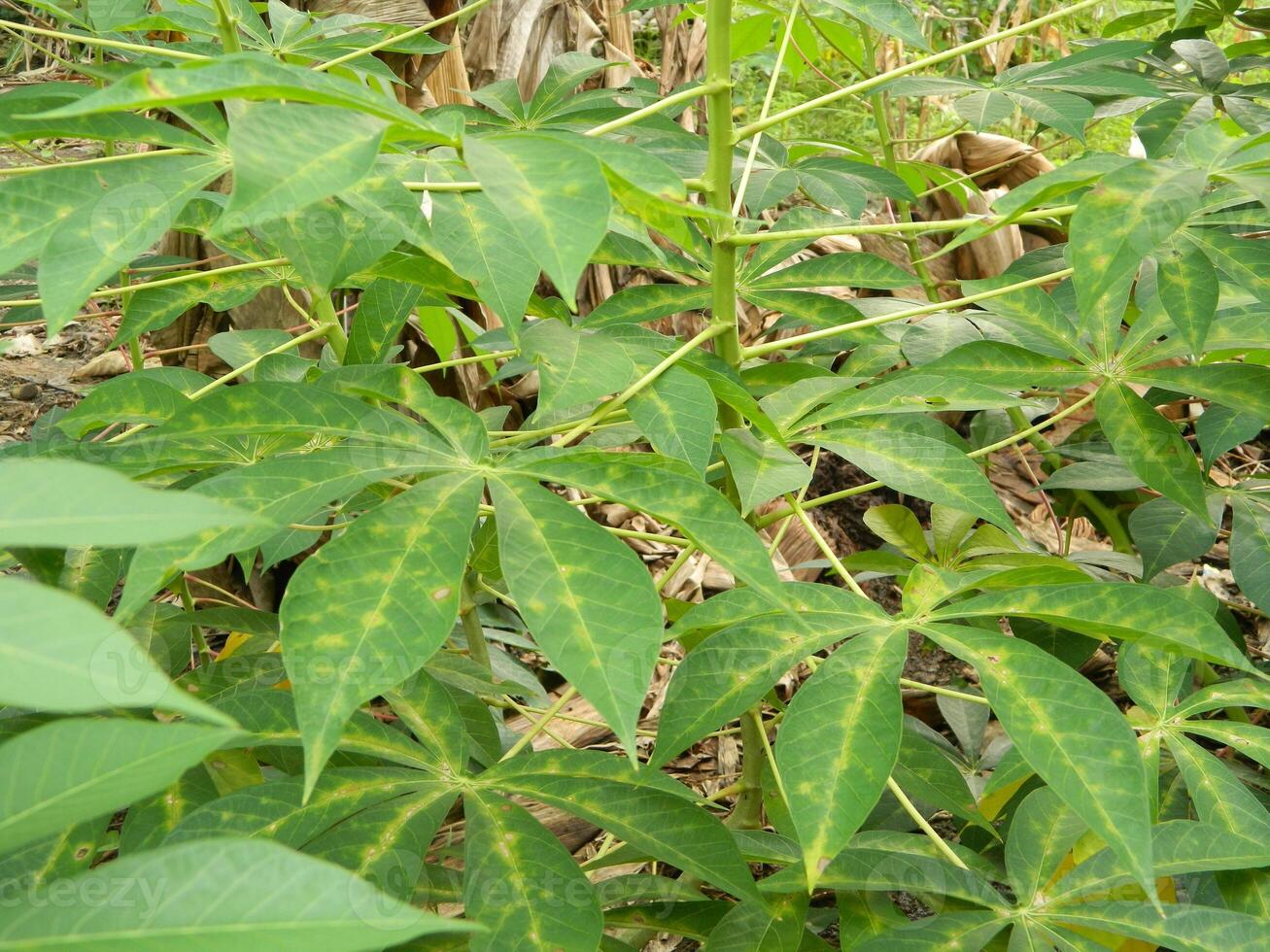 The stems, stalks and leaves of cassava with the Latin name Manihot Esculenta grow in tropical areas photo