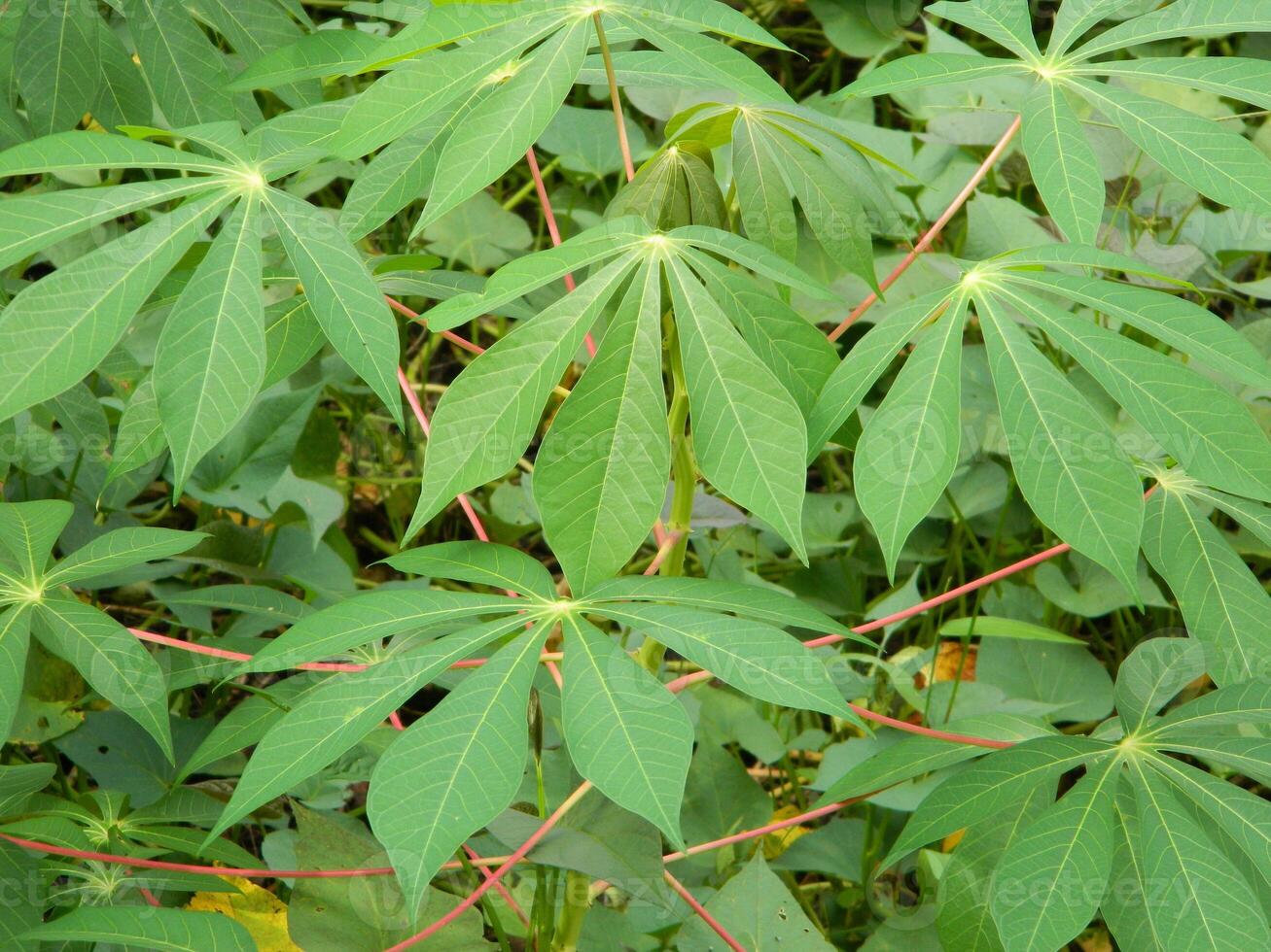 The stems, stalks and leaves of cassava with the Latin name Manihot Esculenta grow in tropical areas photo