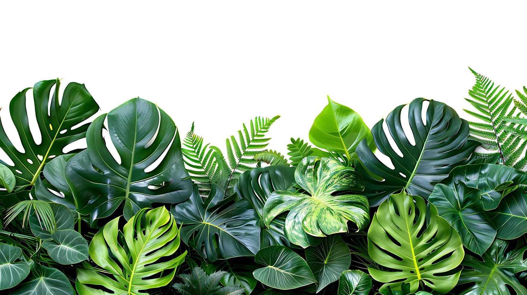 tropical leaves foliage plants flowers jungle bushes photo