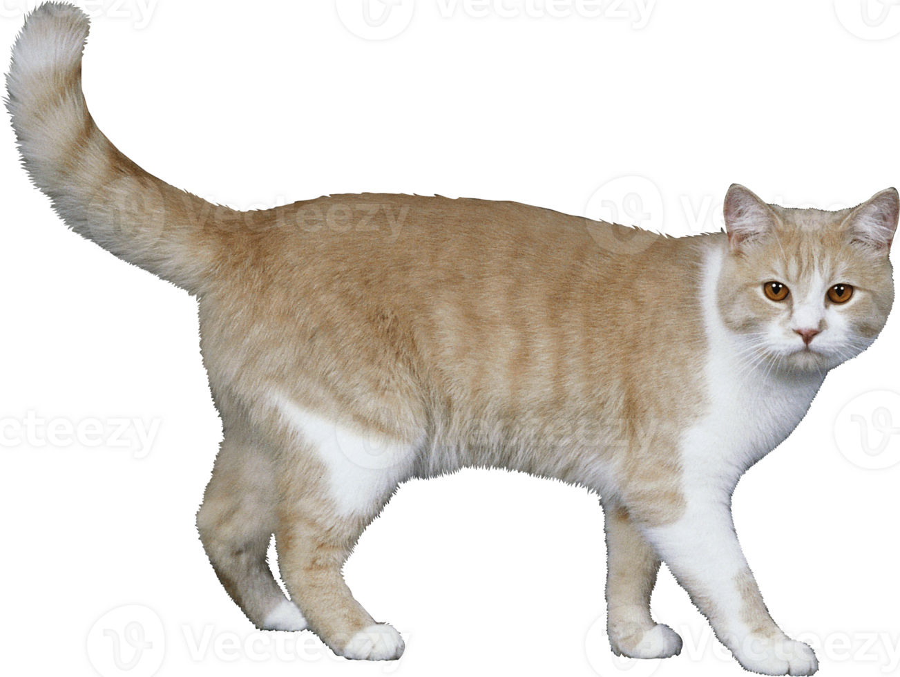 a cat is walking on a transparent background png