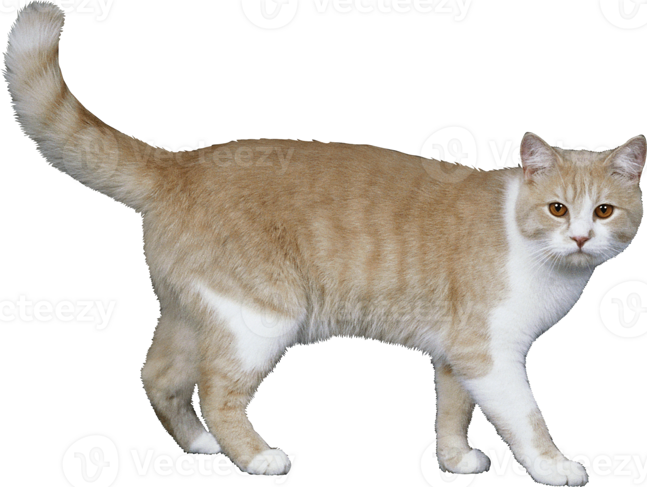 a cat is walking on a transparent background png