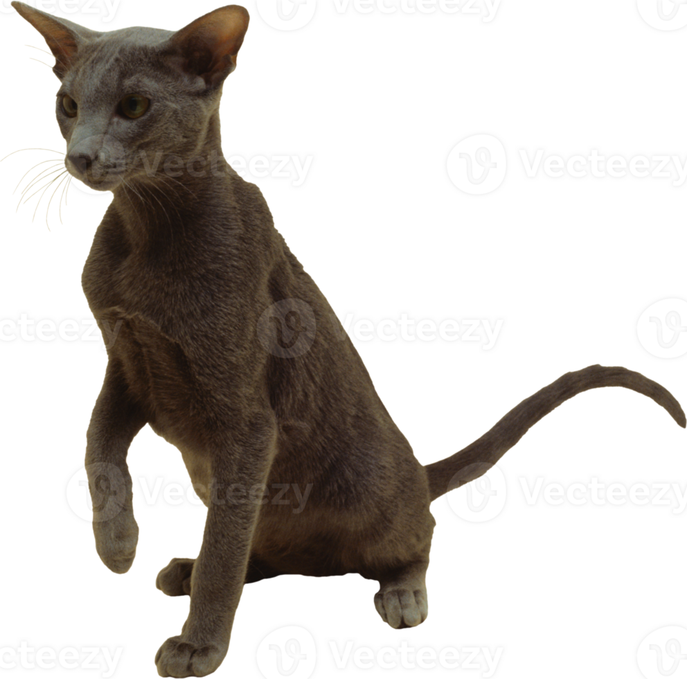 a gray cat standing on its hind legs png