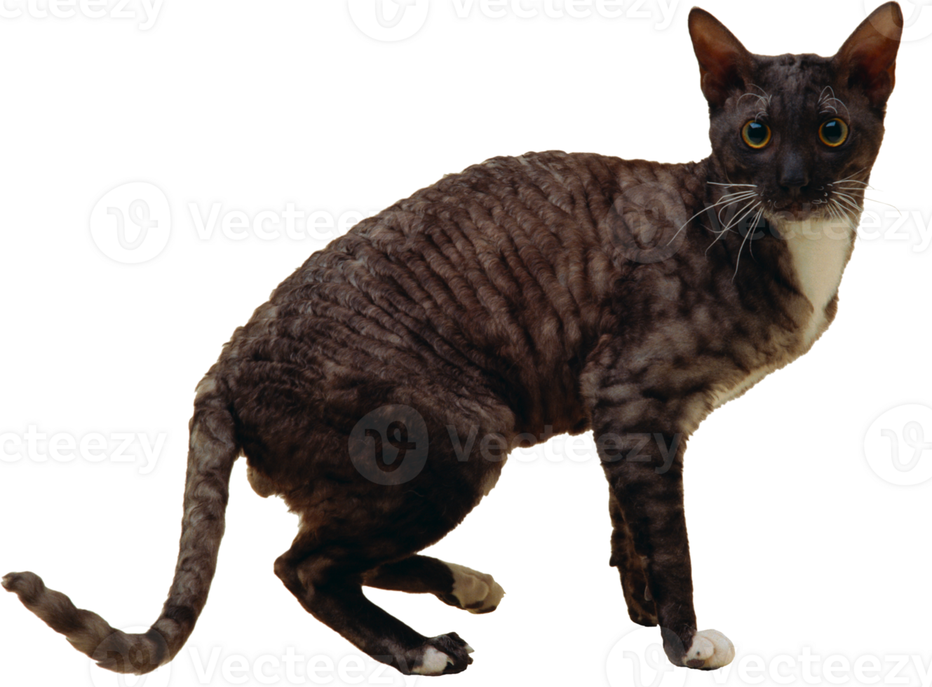 a cat standing on its hind legs, with its tail up png