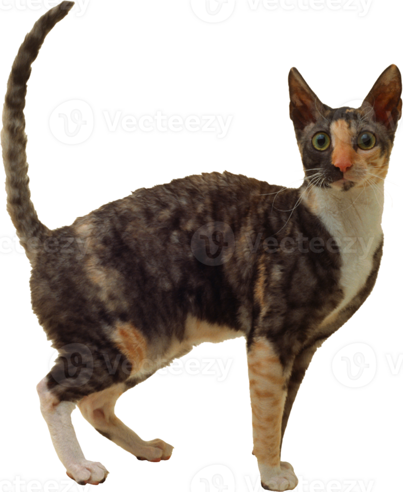 a cat standing on its hind legs, with its tail up png