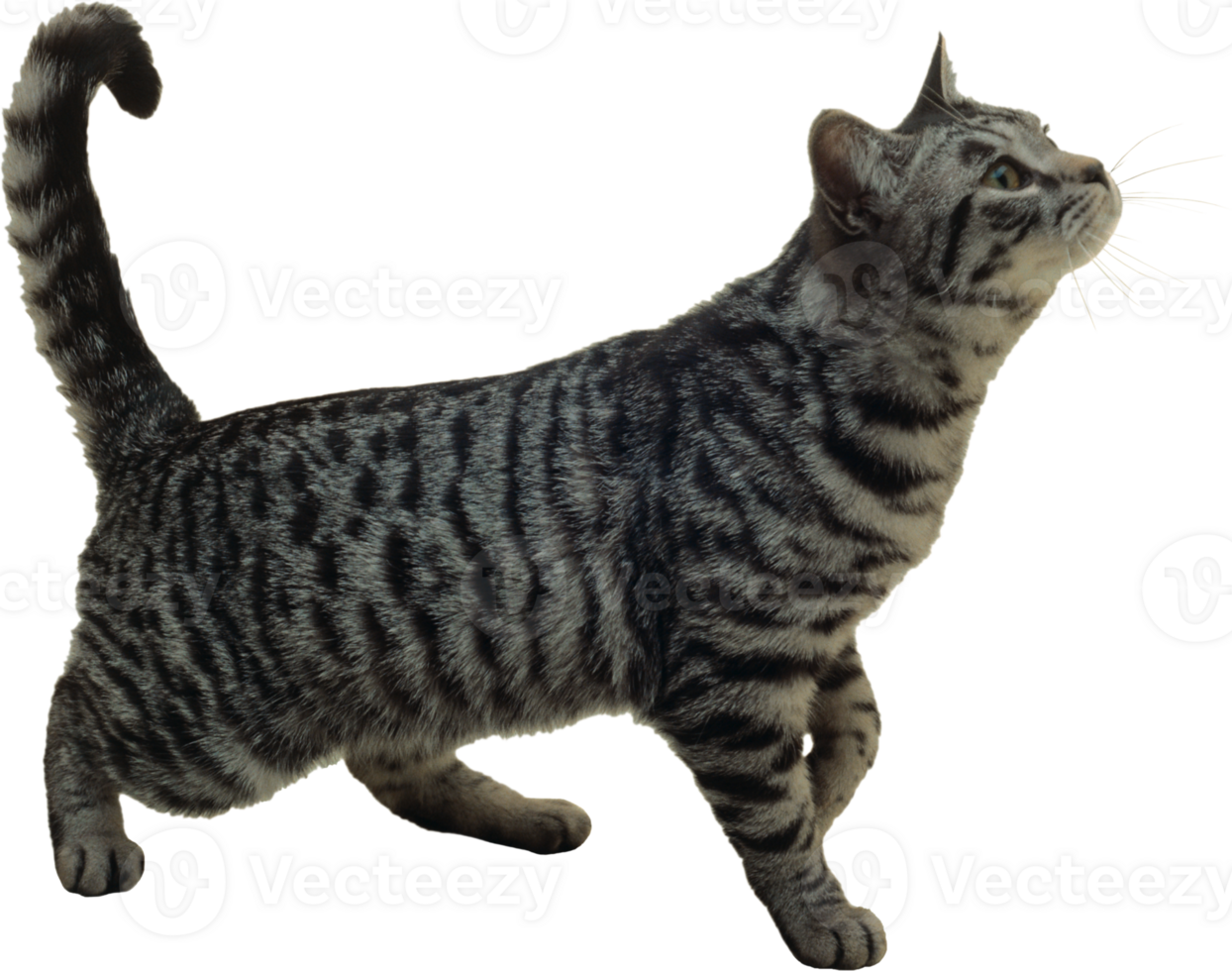 a cat is standing on its hind legs, looking up png