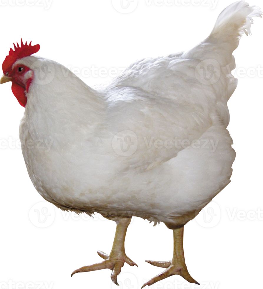 a white chicken standing on a transparent background png