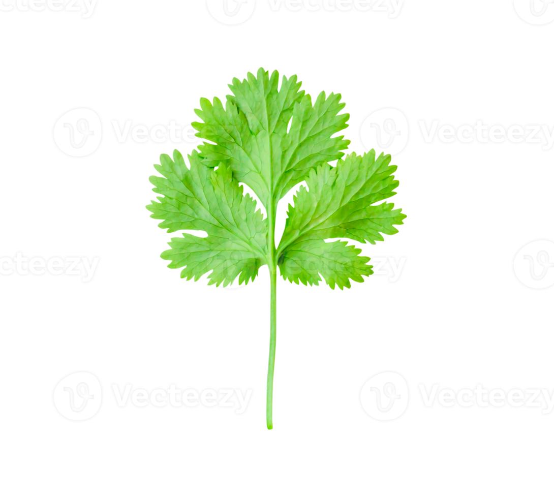 Top view of fresh green coriander or parsley leaf isolated with clipping path in file format png