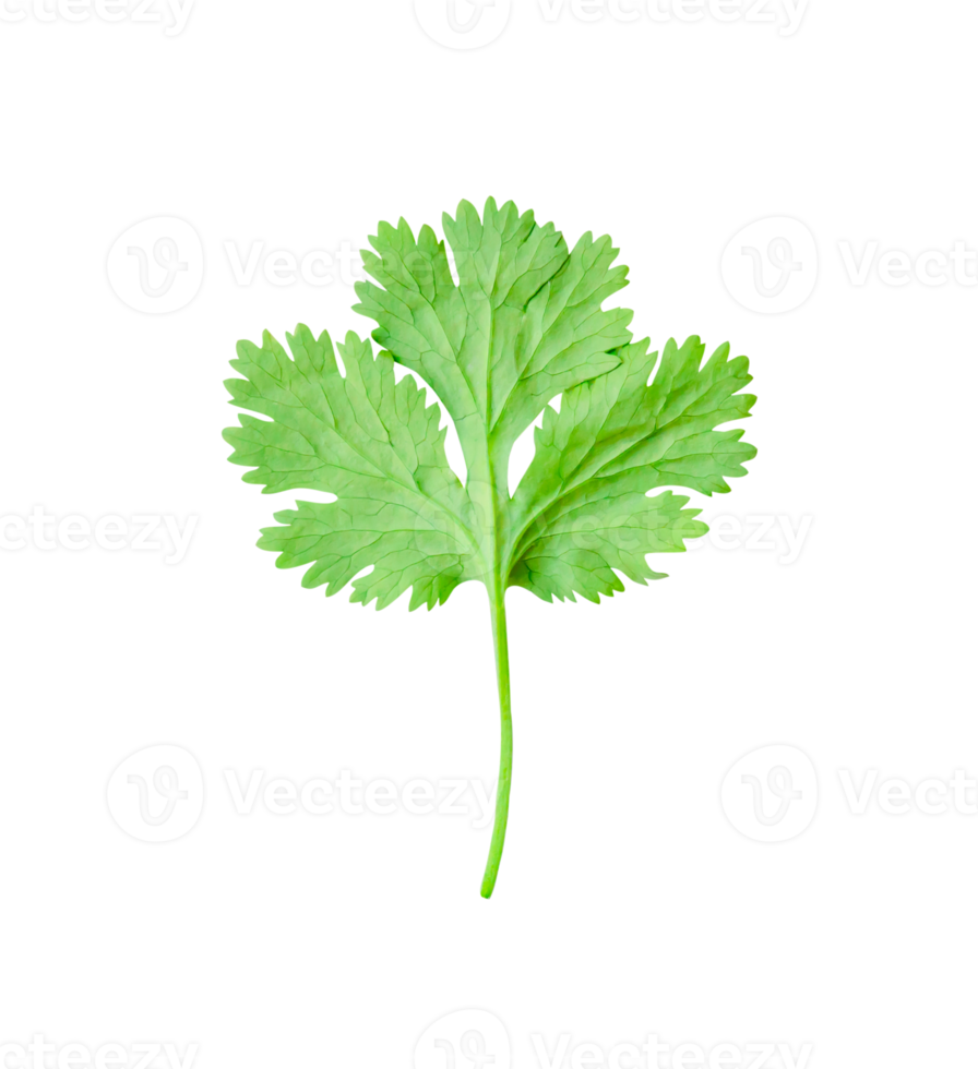 Top view of fresh green coriander or Chinese parsley leaf isolated with clipping path in file format png