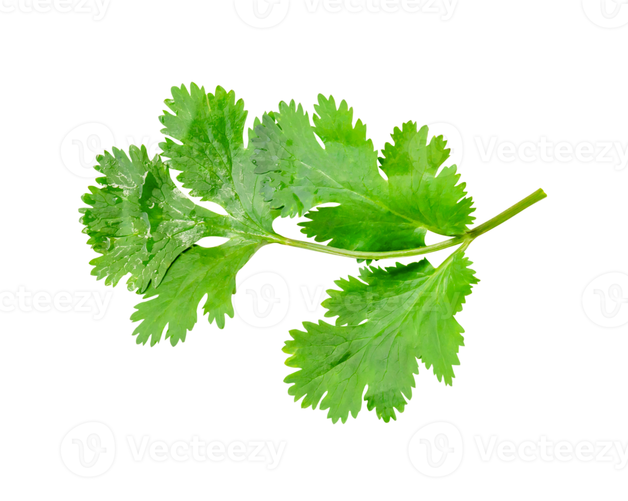 Top view of fresh green coriander or Chinese parsley leaf isolated with clipping path in file format png