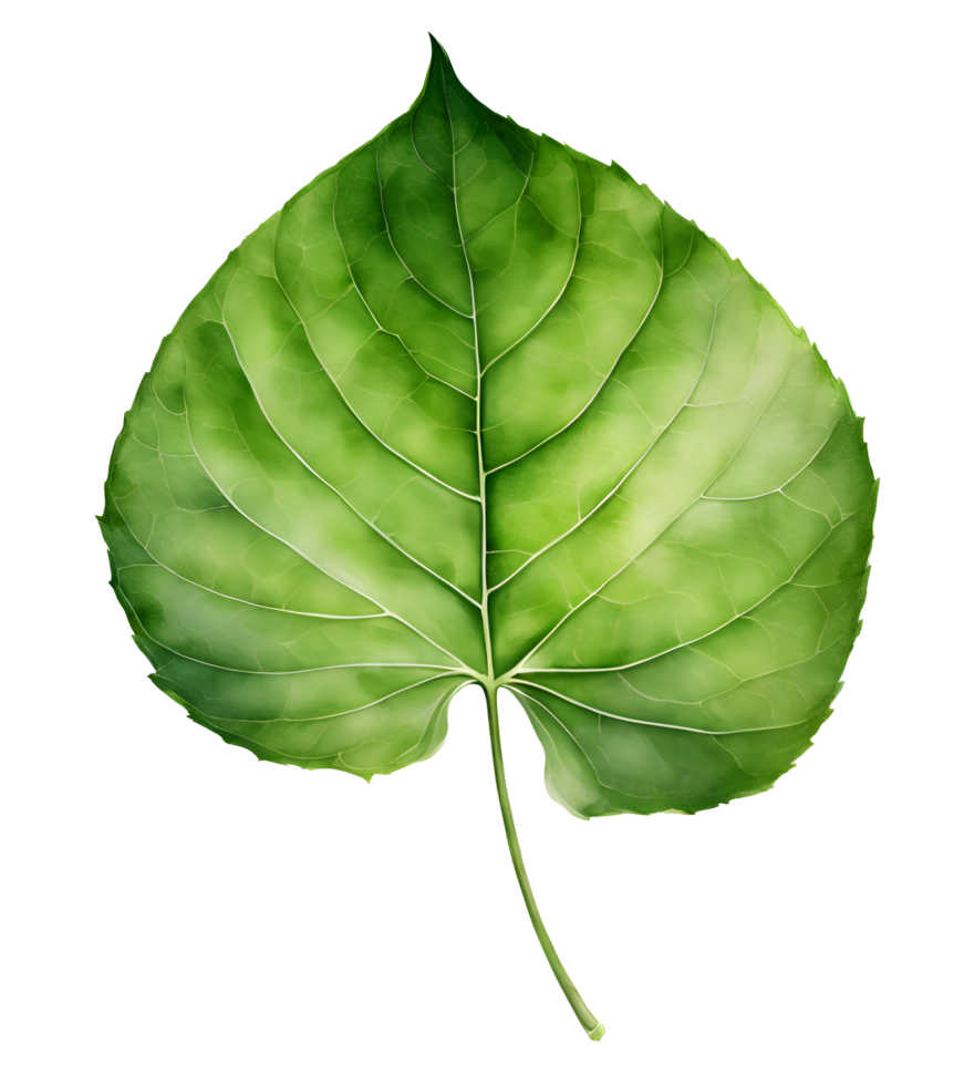 Watercolor and painting green leaf element illustration png