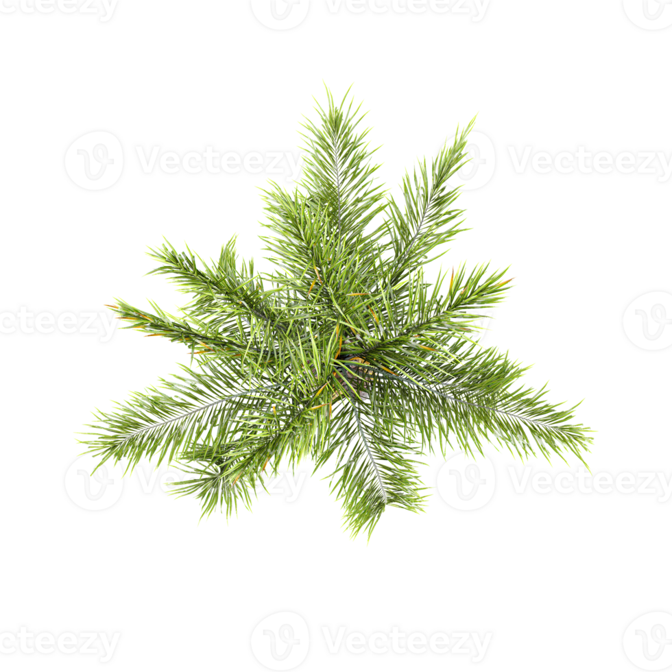 3d rendering of Syagrus romanzoffiana trees on transparent background from top view png