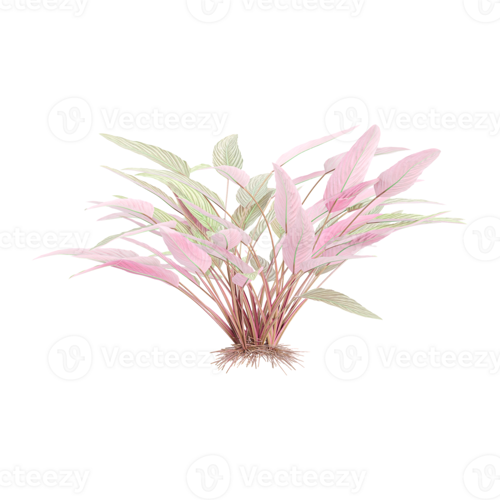3d illustration of Ctenanthe setosa garden plants isolated on transparent background png