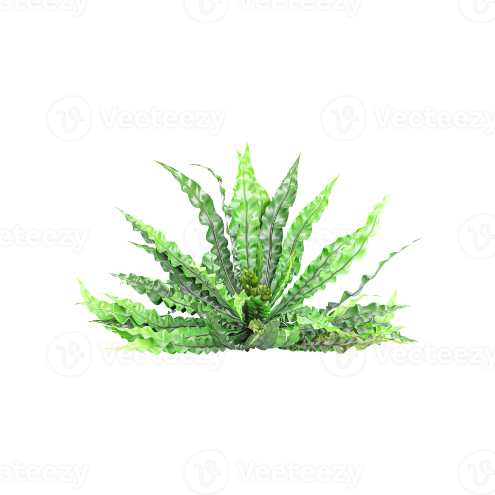 Collection of beautiful Asplenium nidus Crispy Wave trees isolated on transparent background png