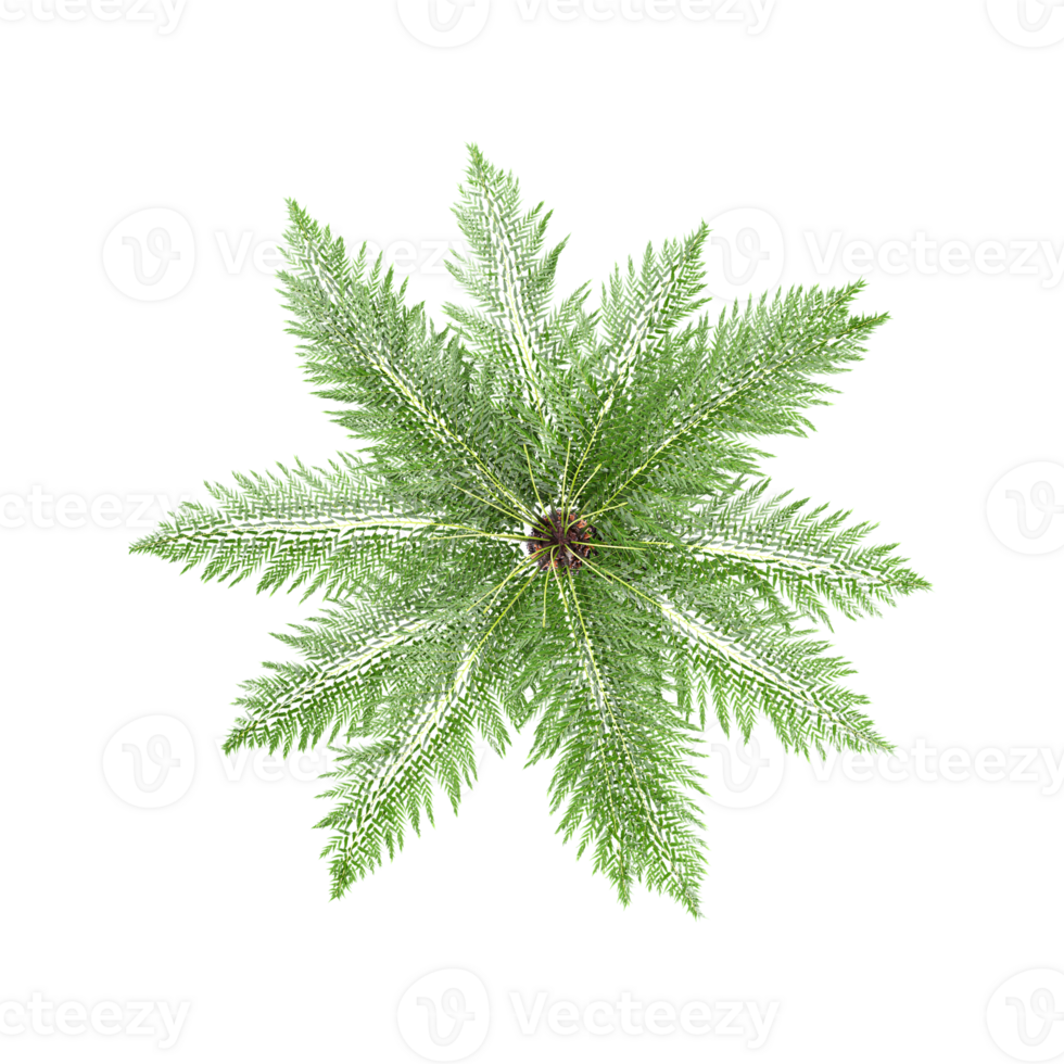 3d rendering of Dicksonia antarctica trees on transparent background from top view png
