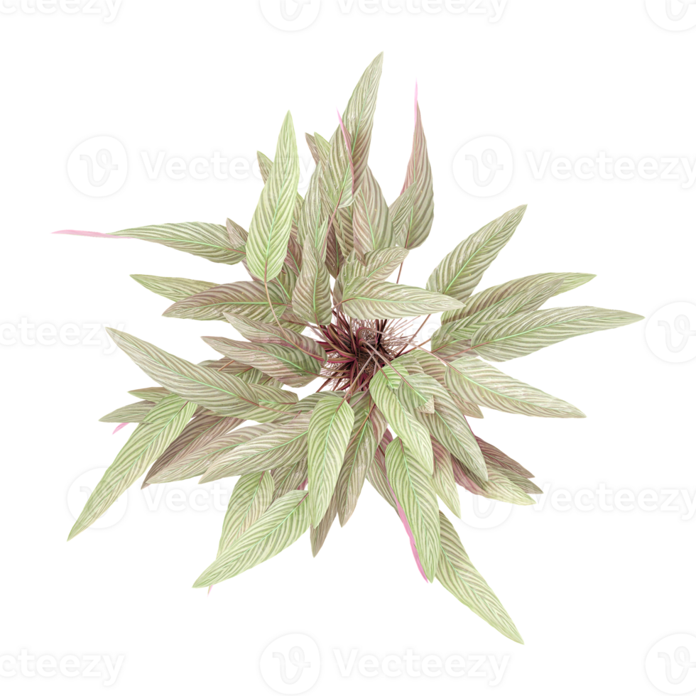 3d illustration of Ctenanthe setosa garden plants isolated on transparent background from top view png